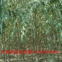 河北速生柳、保定速生柳、西藏速生柳