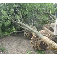 直销大叶女贞-批发大叶女贞价格-常规大叶女贞价格