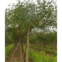 广东苗木鸡冠刺桐-低价鸡冠刺桐批发-袋苗/地苗鸡冠刺桐