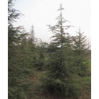 雪松基地-雪松价格-雪松小苗价格-雪松树苗价格