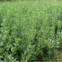 潢川大型绿化苗木基地供应广玉兰，法桐，紫薇，红枫等各种绿化苗