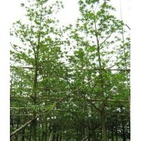 绿化苗木桃花心木、天竺桂、盆架子、尖叶杜英、大叶紫薇、鸡冠刺