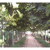 出售 毛白杨，千头椿，国槐，法桐，白蜡，合欢，柳树等苗木