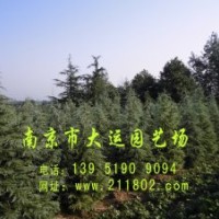 绿化苗木销售 园林绿化施工  雪松,南京雪松,广玉兰