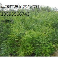 一年生国槐小苗大量出售、国槐小苗出售