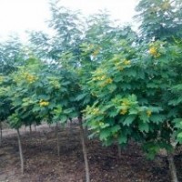 绿化苗木黄花槐-基地绿化苗木黄花槐
