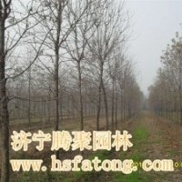 白腊 截干1--3年冒白腊