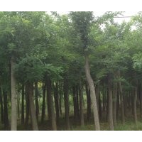 大量供应国槐 合欢 白腊 垂柳等优质绿化苗木