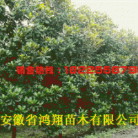 8公分10公分12公分12公分15公分广玉兰价格