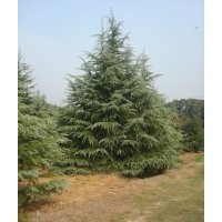 山东泰安黑松，龙柏，雪松