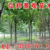 长期供应白蜡，速生白蜡，国槐，速生国槐，垂柳，竹柳，速生柳