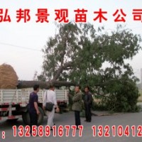 山东弘邦景观苗圃出售1公分至10公分国槐，速生国槐，速生白蜡