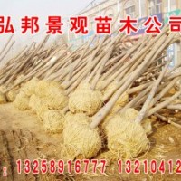 惠民6-10公分二次定杆白蜡，10-30公分土球全冠国槐