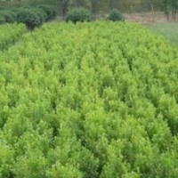 供小叶黄杨，小叶黄杨价格，江苏小叶黄杨价格，小叶黄杨基地价格