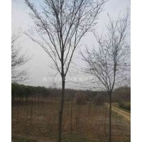 供应榉树