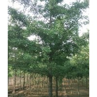 国槐法桐白腊合欢价格山东民升苗木基地
