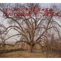 地径80公分八棱海棠树