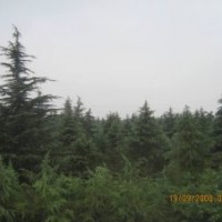 3米雪松价格，高10m雪松2500元；