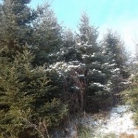 出售：阔叶，针叶，灌木等 油松