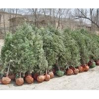 供10-30公分油松 白皮松 侧柏小苗大量批发