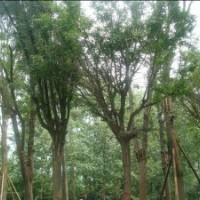 供应皂角 成都皂荚树