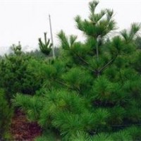 供应华山松小苗。华山松小苗