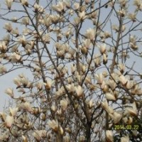 雪松广玉兰白玉兰等价格参考