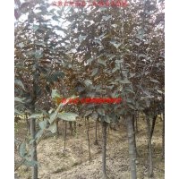 红叶李、紫薇、乌桕、三角枫、桂花、大叶女贞、香樟、广玉兰