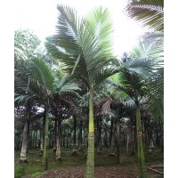 泸州假槟榔，假槟榔风景树，假槟榔基地，假槟榔