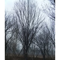 供应精品大乔国槐,茶条槭,蒙古栎