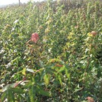 苗木价格表01紫荆,紫薇,鸡爪槭小苗