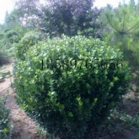 山东出售大叶黄杨，龙柏，黑松和柿子树等苗木