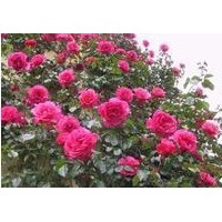 供应蔷薇
