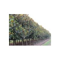 广玉兰产地，广玉兰价格，2公分广玉兰价格，10公分广玉兰价格