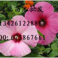 金叶榆批发 大量出售金叶榆 供应金叶榆 金叶榆哪里便宜 金叶榆基