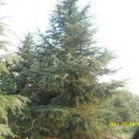 雪松 广玉兰 白玉兰 红叶石楠