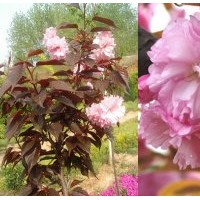 供应红叶樱花芽100万个