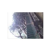 国槐种植基地国槐之乡河北