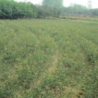 供应绿化苗木桂花 乌桕 桂花 广玉兰 香樟 紫薇 红叶李
