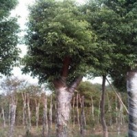 安徽肥西供应乌桕 桂花 黄连木 广玉兰 三角枫 紫薇 香樟红叶李红