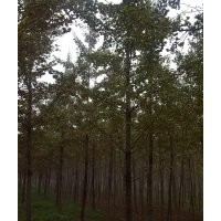 超低价供应银杏苗木