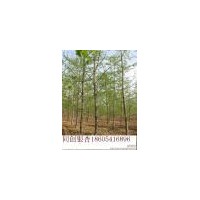 低价出售银杏树