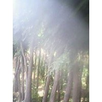 新鲜五角枫，北栾.山丁子.流苏各种优质种子