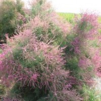 白蜡 国槐 合欢 法桐 榆树 刺槐 速生柳 垂柳 柽柳