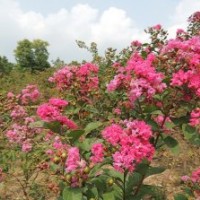 苗圃到期，处理1-3公分的紫薇