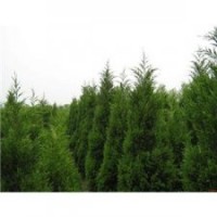 蜀桧现货供应、南京蜀桧价格、南京沪宁苗木园艺场