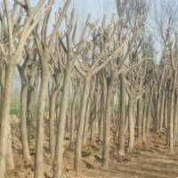 合欢 合欢基地 8公分合欢 合欢价格 15公分合欢