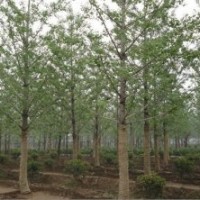 超低价供应银杏苗木