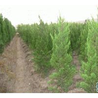 龙柏价格-龙柏图片-基地龙柏价格