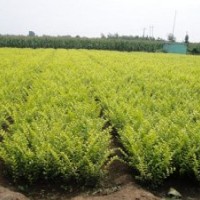 金叶女贞、红叶小檗、红瑞木、迎春、扶芳藤、胶东卫矛、连翘